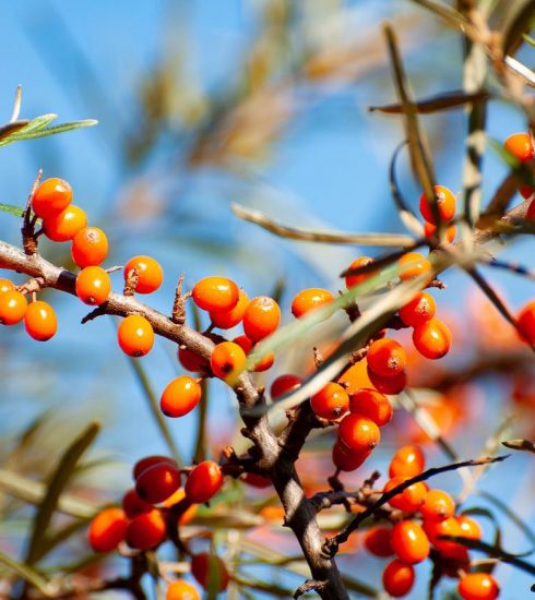 Berry Sea Buckthorn Organic  - wal_172619 / Pixabay