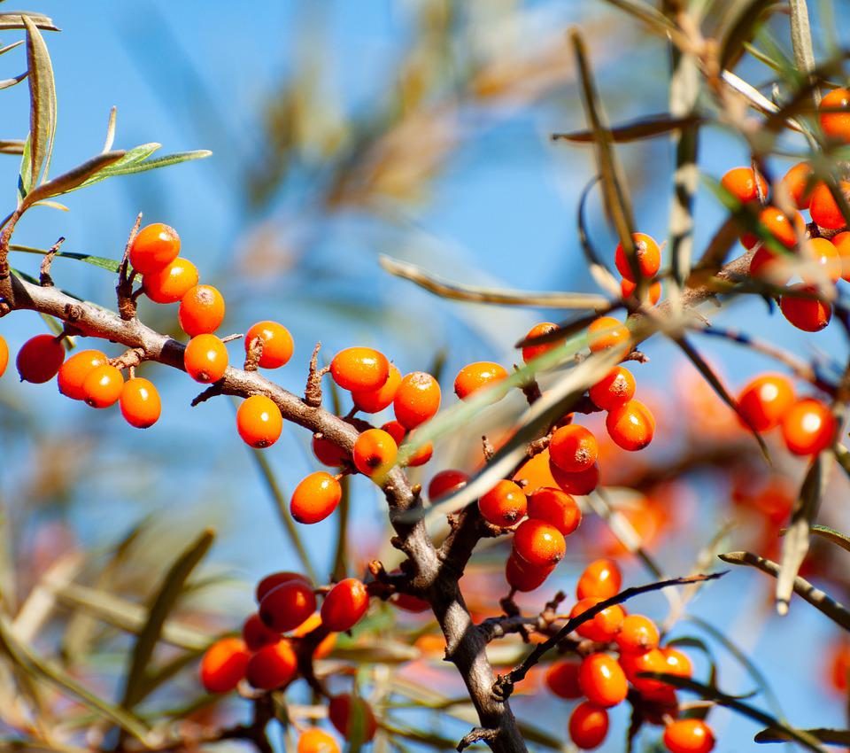Berry Sea Buckthorn Organic - wal_172619 / Pixabay