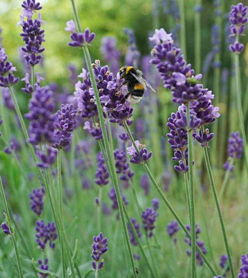 Lavenders Bee Pollinate Pollination  - Steph_Loewe / Pixabay